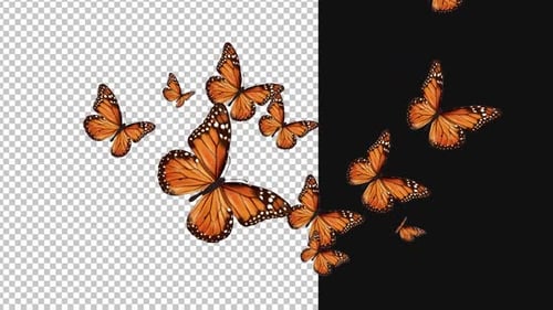 Animation mit vielen Schmetterlingsbewegungen Alpha 1080p
