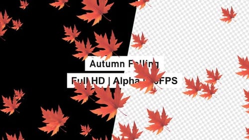 Autumn Leaf Falling