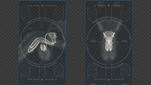 Transparency Male Genitals Scanner