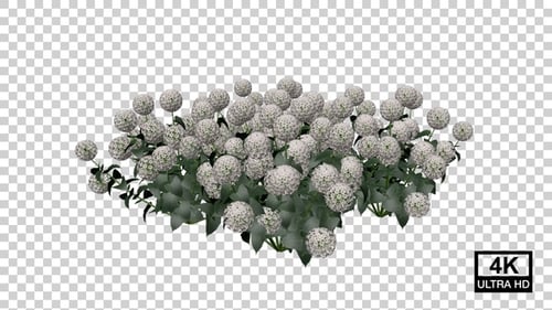 Hydrangea Flower Plants Growing