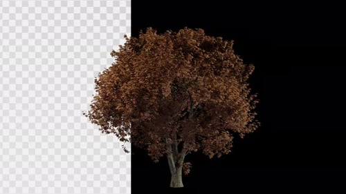 3D Rotating Autumn Tree with Alpha Channel