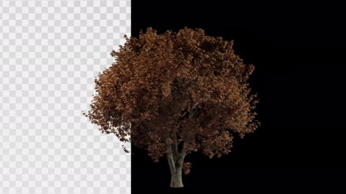 09 Animated tree Alpha, Backgrounds Motion Graphics ft. agriculture ...