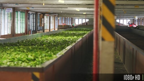 Tea leafs drying in a production line at tea factory in Sri Lanka