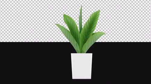 Pot Plant | Alpha Channel