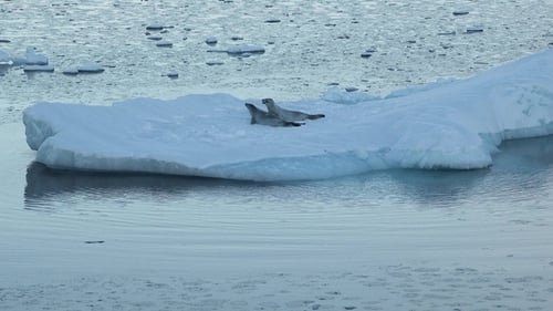 Two seals are resting on a floating ice block in the serene Arctic waters.