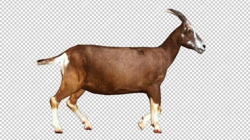 Boucle de vision droite Goat Walk2