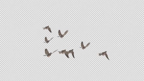 Zebra Finch Flock of 8 Birds - Flying Transition - Back Angle View