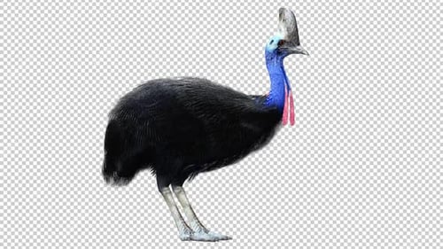 Cassowary Idle 2 Right View Loop