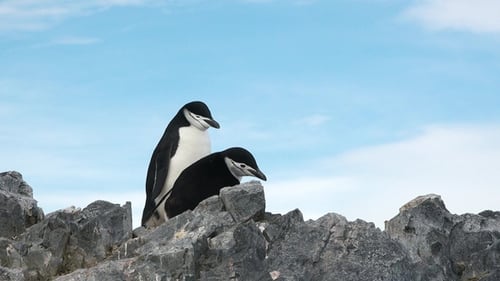Pair of Penguins on Rocks Under Blue Sky