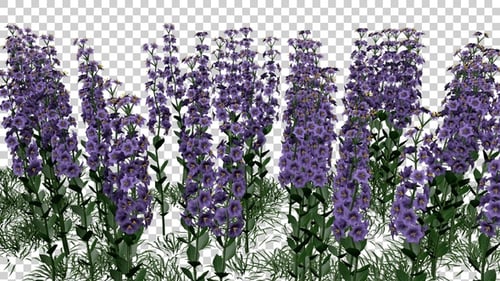 Leucophyllum Flowers Field