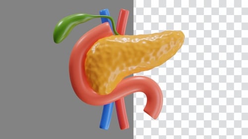 3D Animation of Human Pancreas and Duodenum