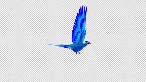Phoenix Bird - Cyan Blue - Flying Loop - Side View