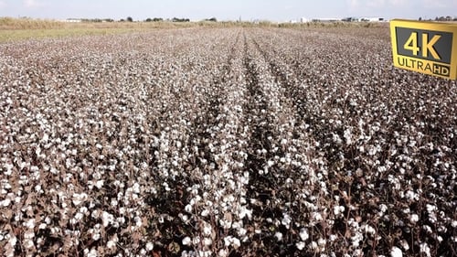 Mature Cotton Field Ready For Picking In Turkey 23