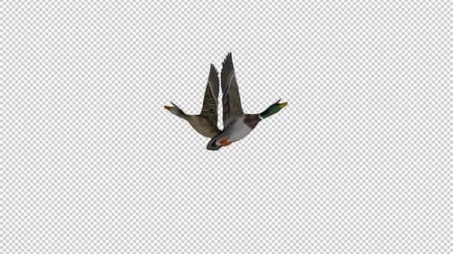 Flying Mallard Duck with Alpha Channel