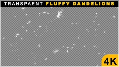 Animation de pissenlits moelleux flottants et lisses sur fond transparent