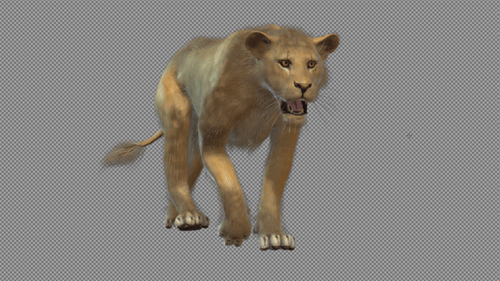 Lioness Walk