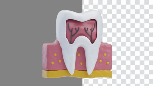 3D Animation of Dental Nerve Anatomy | Alpha Channel
