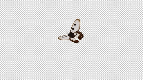 Orchard Swallowtail Butterfly - White, Red, Black - Flying and Landing - In and Out - Alpha Channel