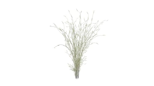 Natural Tall Green Grass Swaying Animation