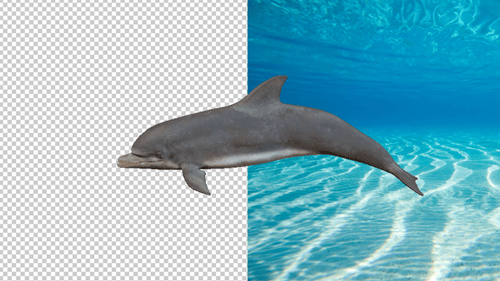 Transparenter Delphin-Hintergrund