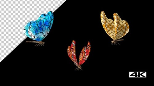 Butterflies Flying 01_4k
