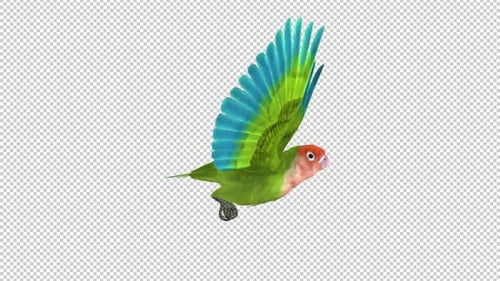 Lovebird - Rosy Faced Green - Flying Loop - Vue latérale CU - Alpha Channel