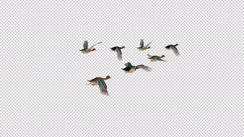 Flock of 7 American Wood Duck Birds Male and Female - Flying Transition Back Angle - Alpha Channel