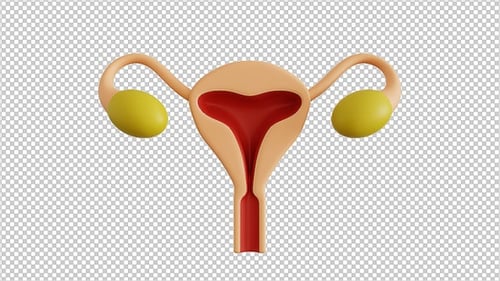 Uterus