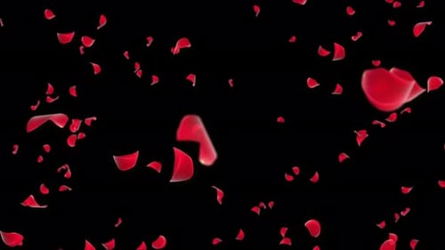video of Red Rose Petals falling Green Screen.