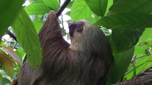 Faultier auf einem Baum. Kostarica. Faultier hängt entspannt an einem Ast, während es spielt und isst. Nahaufnahme