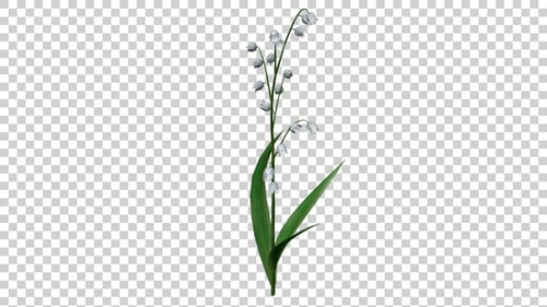 Bellflower
