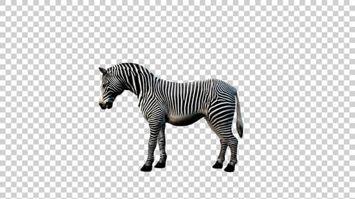 Zebra Death Side View