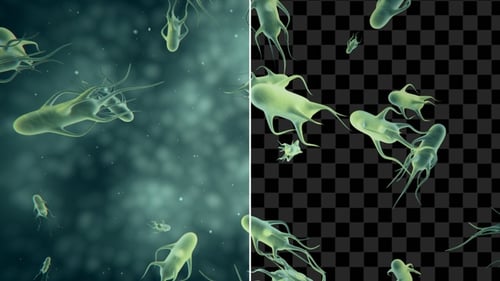 Salmonella Bacteria With Alpha Channel