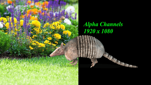 Armadillo Idle Alpha Channels