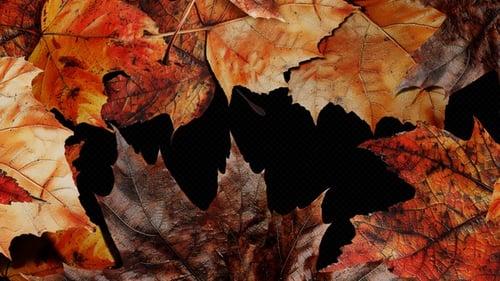 Realistic Autumn Leaf Video Transitions