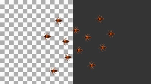 3D Animation of Cockroaches | Alpha Channel
