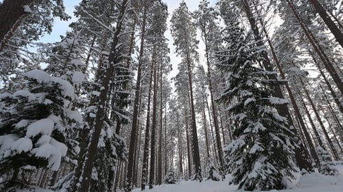 Coronas panorámicas de bosques de coníferas nevados contra el cielo en invierno, vista desde abajo.