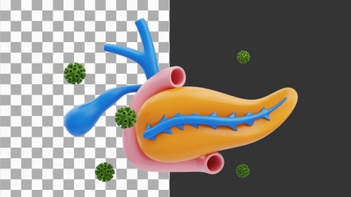 3D Animation of Human Pancreas and Gallbladder Anatomy Model | Alpha Channel