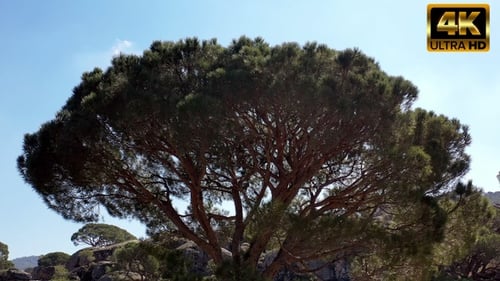 Pine Tree