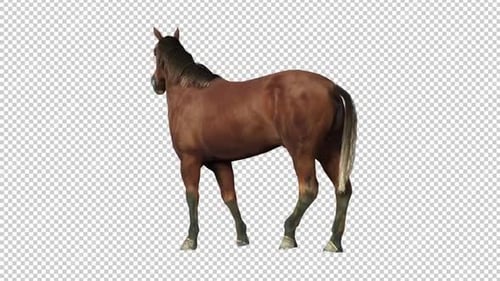 Horse Turn Back View Loop