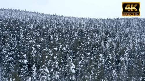 Pine Forest Covered with Snow
