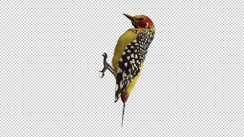 African Woodpecker Bird - Red Yellow Barbet - Tree Seating Loop - Side View