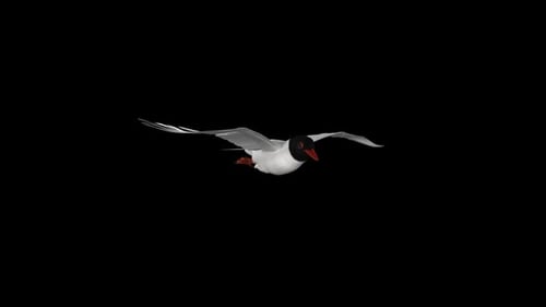 Seagull Bird - Eurasian Mediterranean Black Headed - Flying Loop - Side Angle CU - Alpha Channel