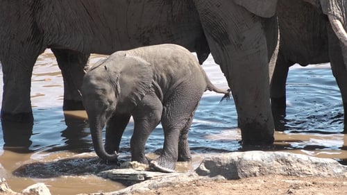 African elephants. A herd of elephants drink from a waterhole in Etosha National Park, Wild safari .
