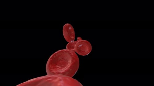 3D Rendered Red Blood Cells Flowing Animation