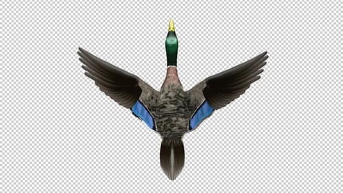 Wildente, Wasservögel, Wildvogel, Stockente, Männchen, fliegende Schleife, Luftaufnahme von oben, CU, Alphakanal
