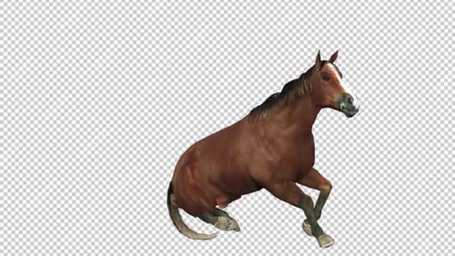 Horse Wake Up Right View
