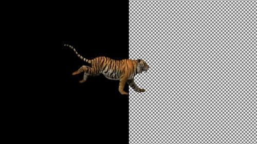 Tiger runs from left to right. Alpha Channel