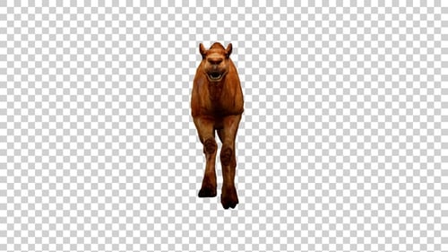 Camel Run Front View