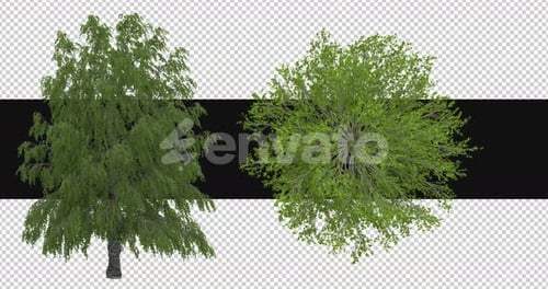 Animated Green Tree Assets with Alpha Channel for Design
